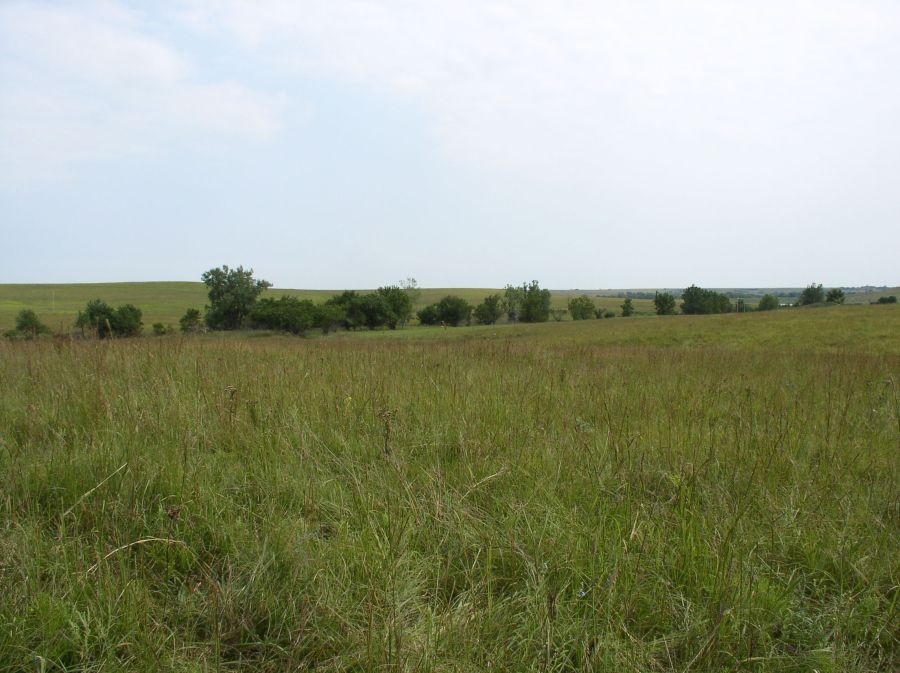 hay-field