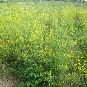 yellow-blossom-clover