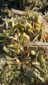 Corn Silage
