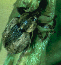 alfweevil Adult