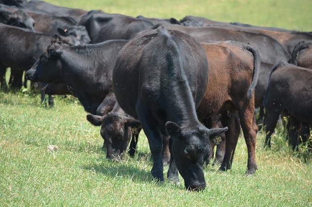 Grazing Cows