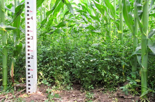 041717-interseeded-alfalfa-&amp;-corn-in-early-july