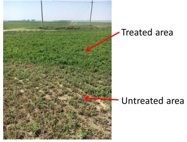 TreatUntreatAlfalfaWeevil KSU Whitworth-Schwarting