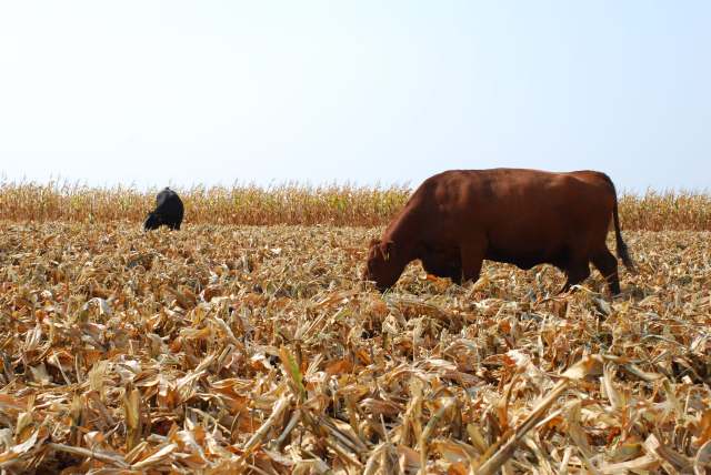 Cows Grazing Corn Stocks (Beef Magazine)