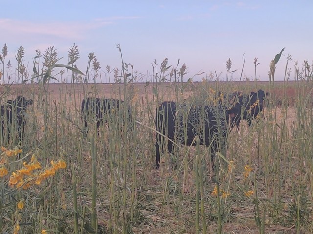 Grazing Cover Crops