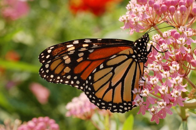 Monarch_ButterflyMilkweed