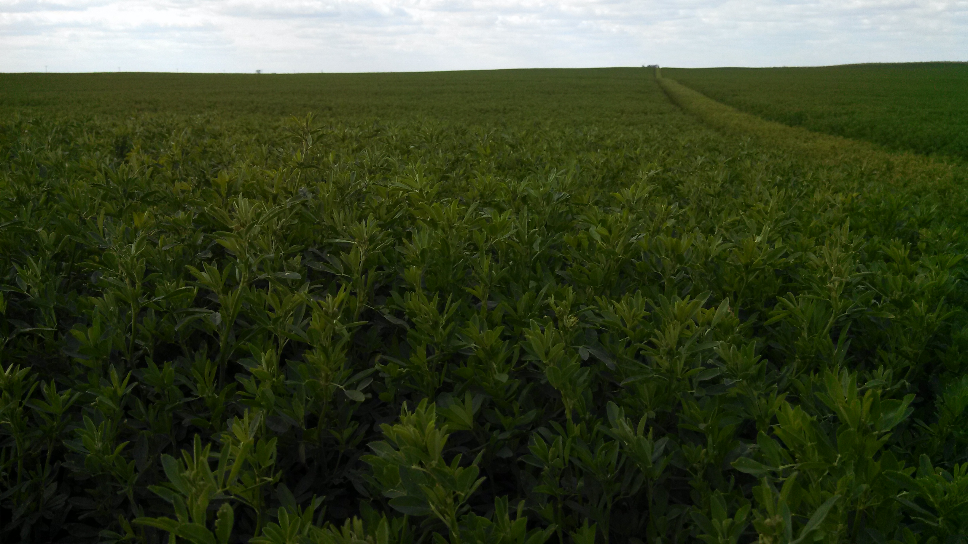 Warrant Herbicide Now Approved for Use on Alfalfa | Kansas Forage and  Grassland Council