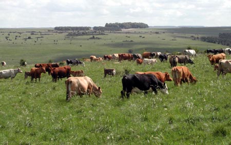 Cattlegrazing