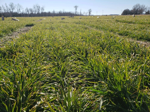 wheat-forage-2019-comparison-f01