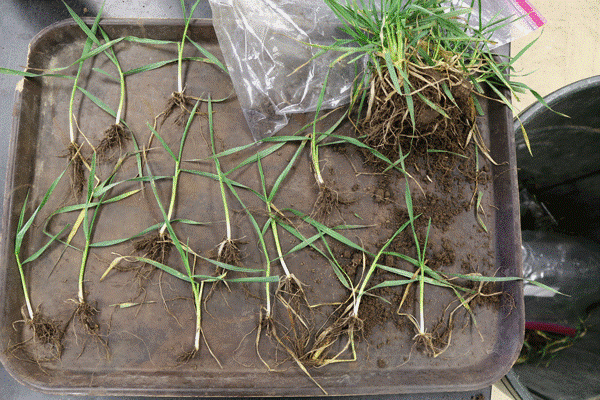 eUpdate02222017-First Hollow Stem