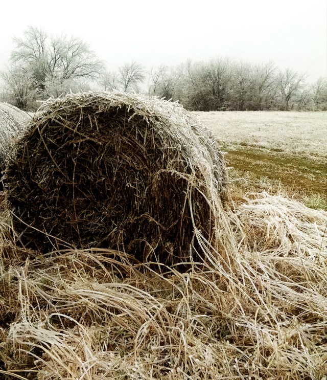 Snowy Hay