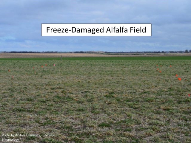freeze-damaged-field-29z70gl